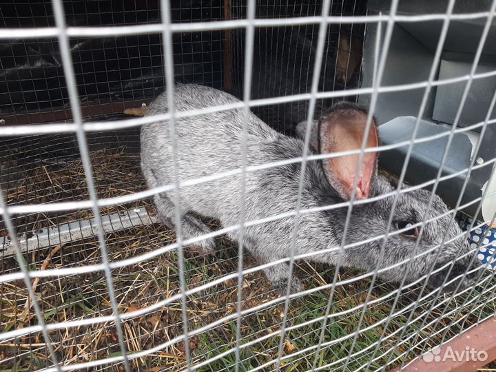 Кролики мясных пород