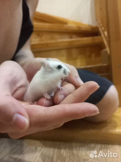 Хомяки джунгарики бесплатно