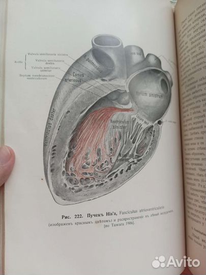Руководство анатомии человека Раубера