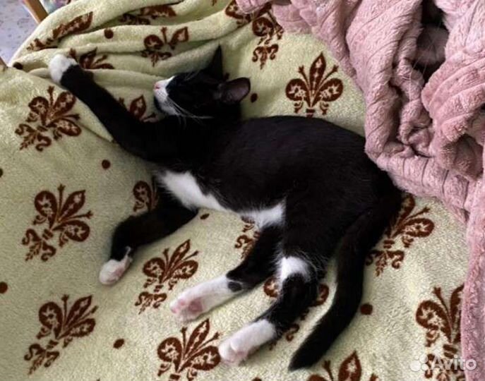 Отдам кошку