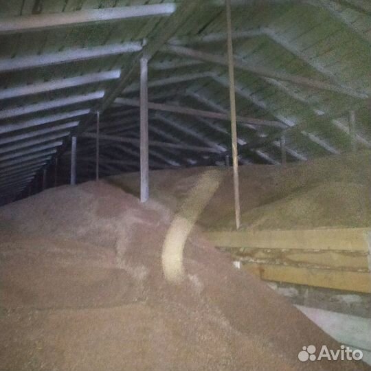 Пшеница ячмень овес дробленка