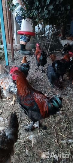Петухи породистые