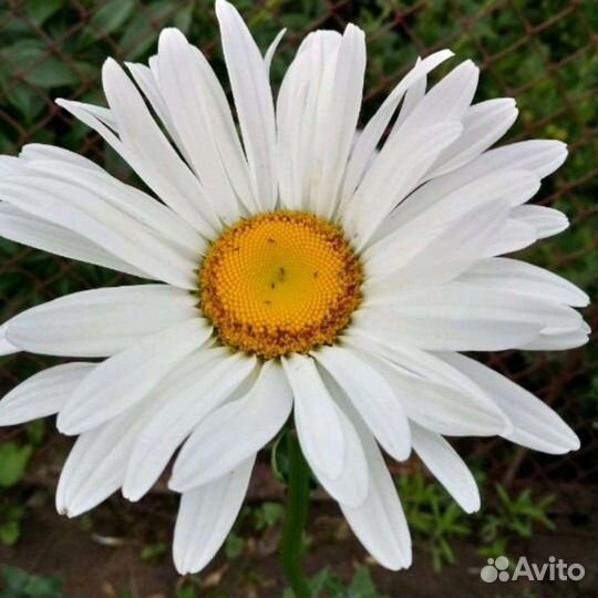 Ромашка Нивяник