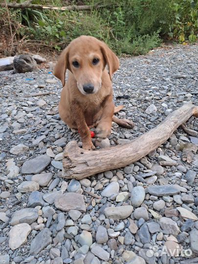 Щенки в добрые руки