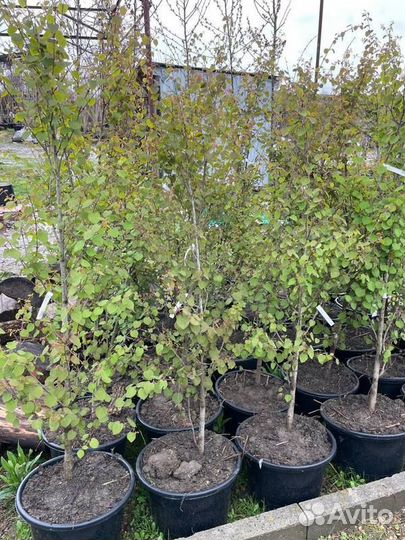 Саженцы Багрянник японский Cercidiphyllum japonic