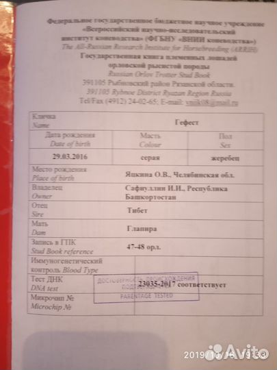 Жеребец орловский рысак