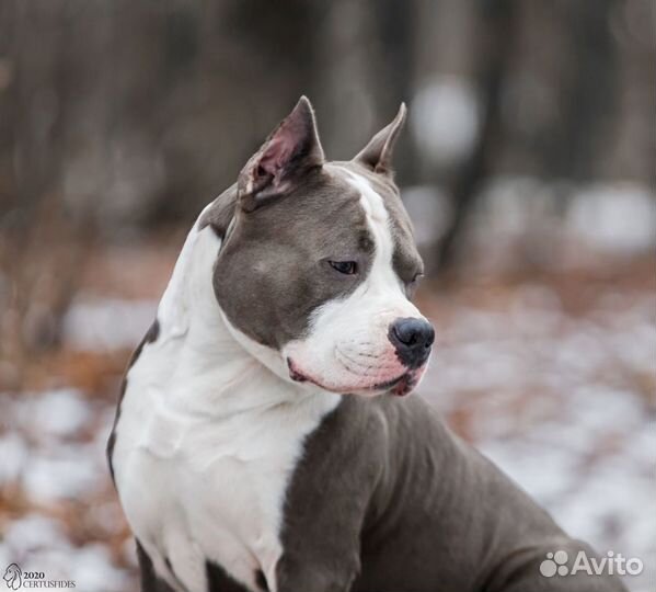 Кобель амстафф открыт для вязок