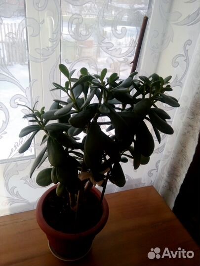 Денежное дерево