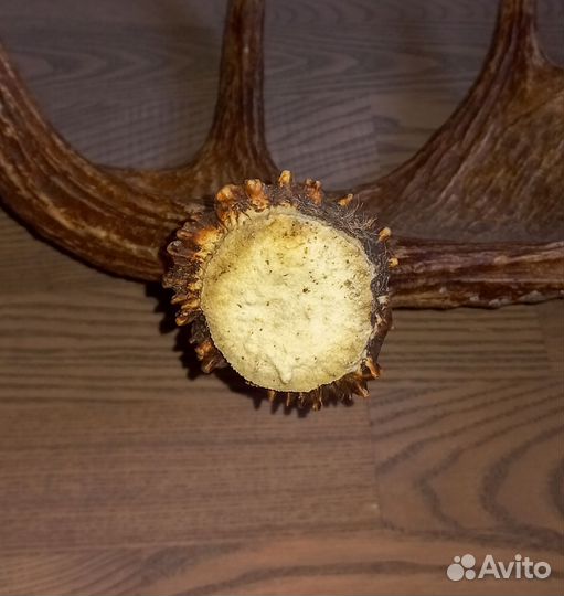 Лосиные рога