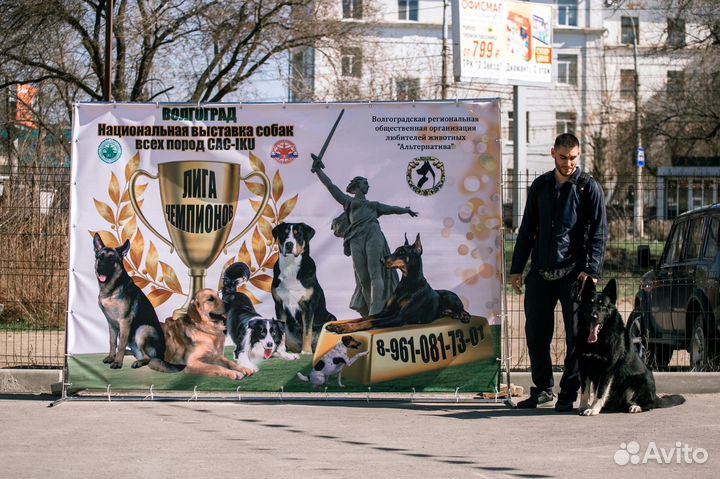 Кинолог. Зоопсихолог. Дрессировка и воспитание