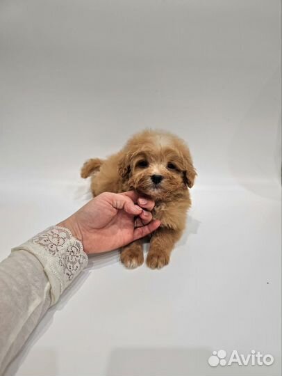 Maltipoo f1 яркий малыш, стандарт