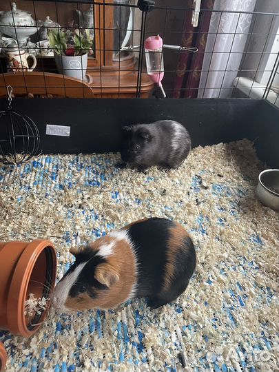 Морские свинки