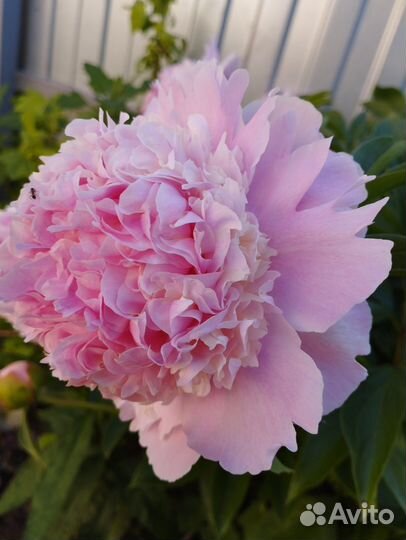 Пионы сортовые