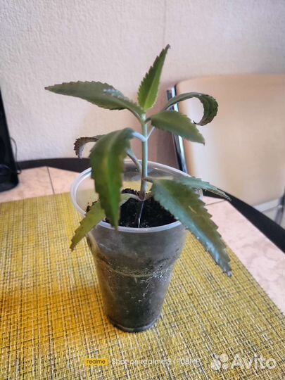 Каланхоэ лечебное