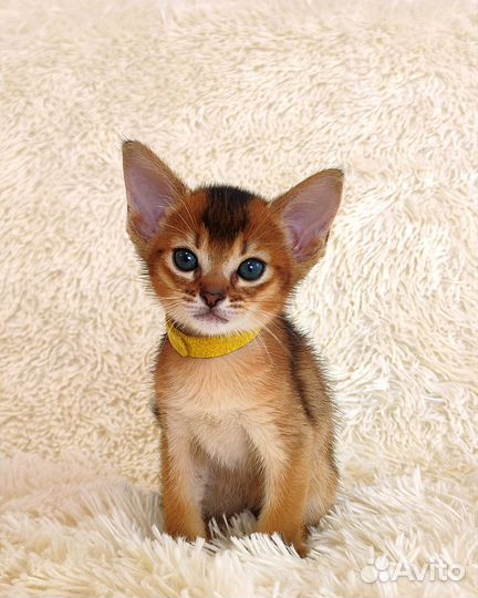 Абиссинские котята