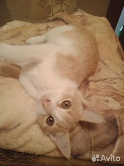 Котенок в дар