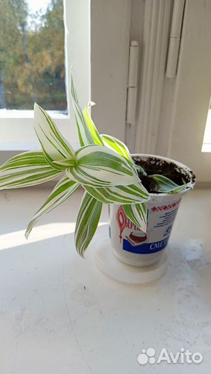 Растения комнатные, белая традесканция