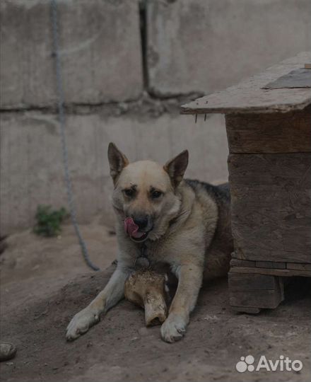 Метис овчарки в отлове. Заберите его домой