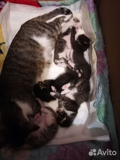 Милые пушистые комочки счастья ищут свой дом