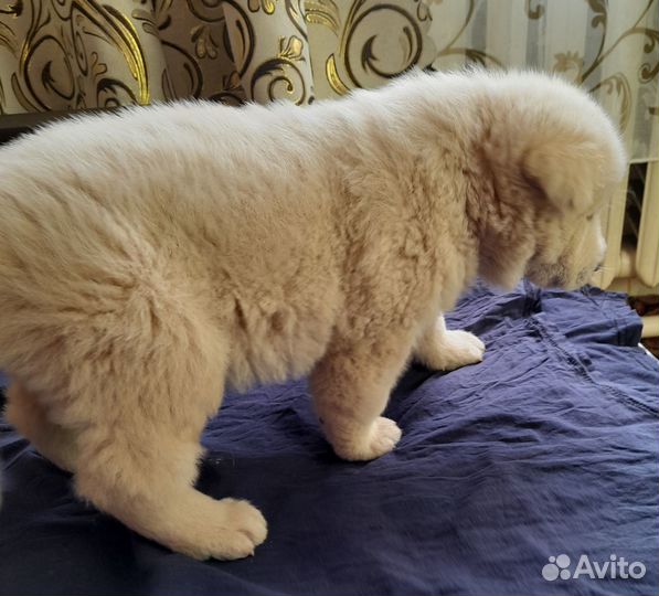 Щенок в добрые руки бесплатно