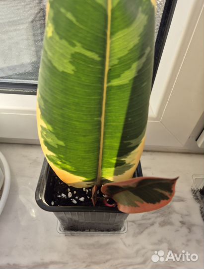 Фикус эластика тинеке