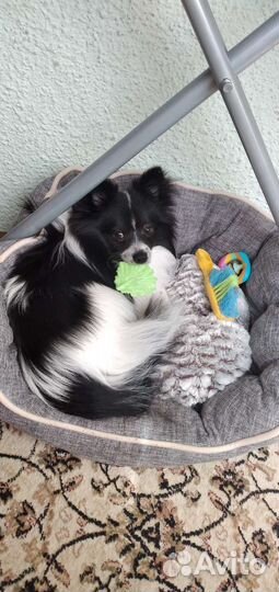 Малый немецкий шпиц