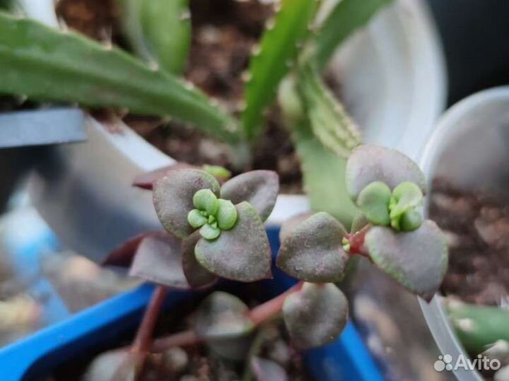 Крассулы разные (суккуленты)