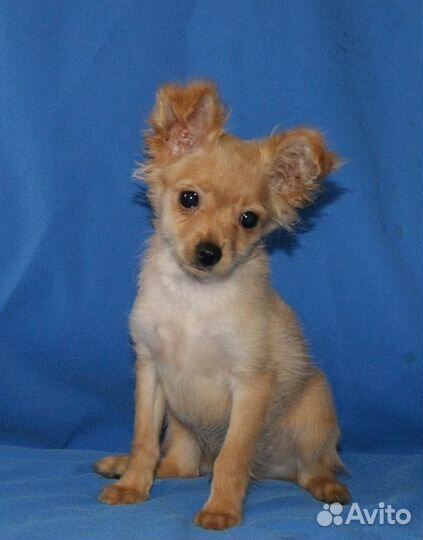 Мини тойчик