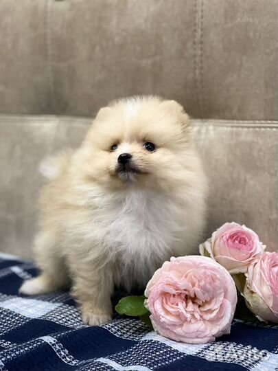 Померанский шпиц