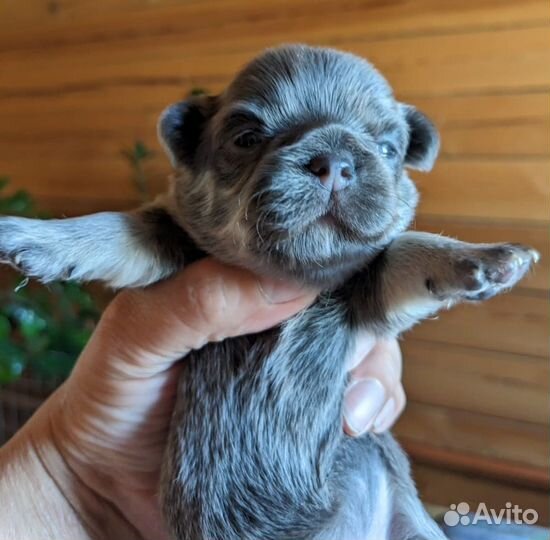 Голубые девочки дш