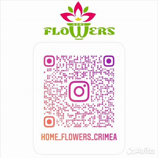 Пальма Хамедорея изящная Chamaedorea elegans 45\12