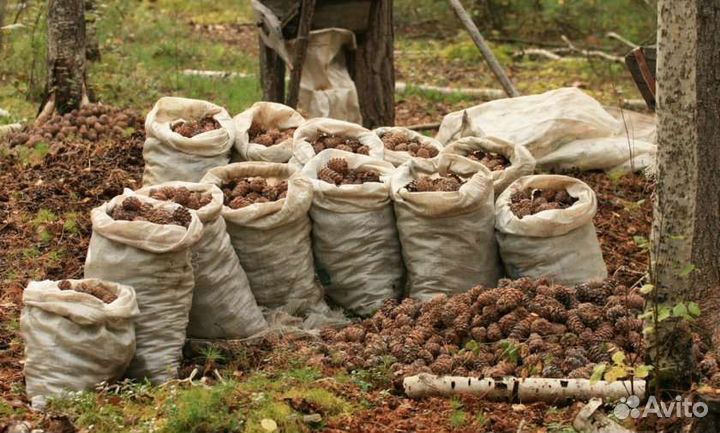 Шишка кедровая.Орех