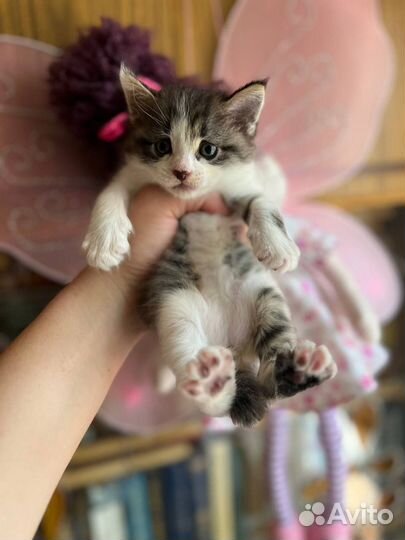 Курильский бобтейл котик