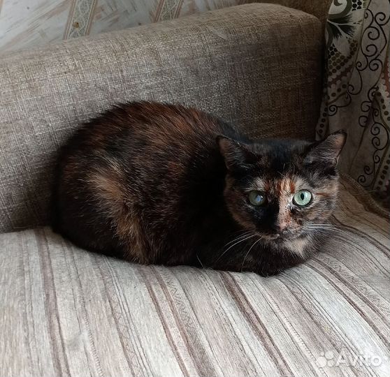 Кошка черепашка