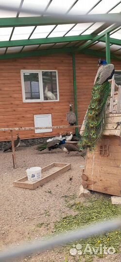 Павлины Черноплечие/Индийские