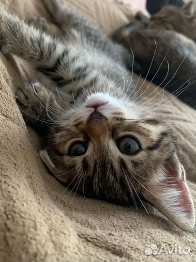 Котенок девочка