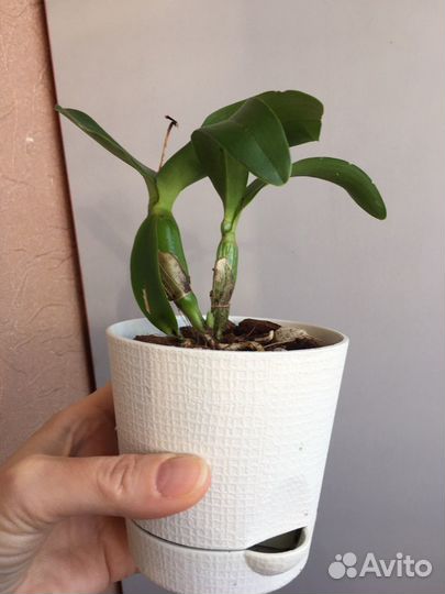 Диакаттлея Шантильские кружева