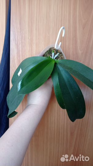 Орхидея фаленопсис Lioulin Amber x OX Red Lion