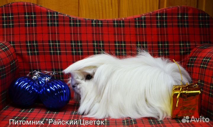 Красивые Морские свинки