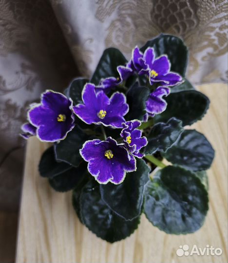 Цветущие фиалки