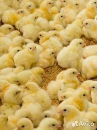 Бройлеры, гусята, индюшата, утята