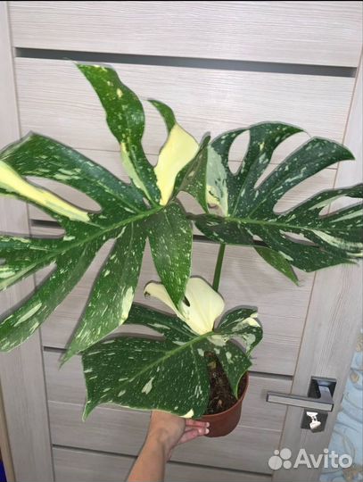 Монстера тайское созвездие