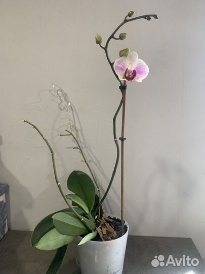 Орхидея фаленопсис