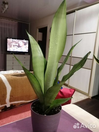 Сансевиерия муншайн