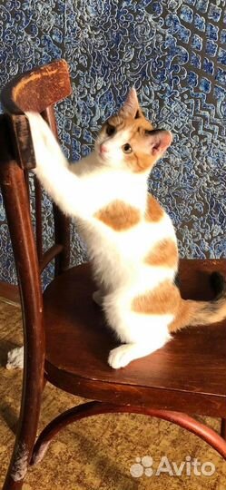 Кошки в добрые руки