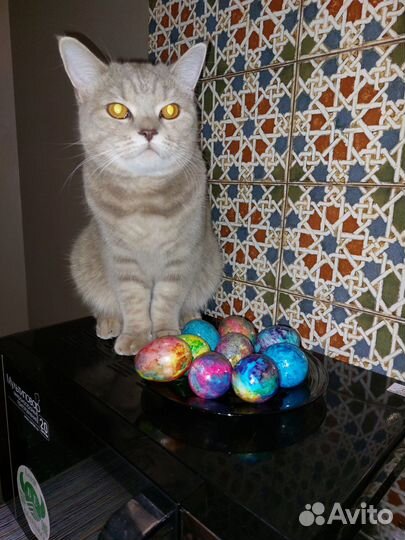 Женская одежда пакетом s 40 42