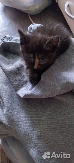 Котенок в добрые заботливые руки