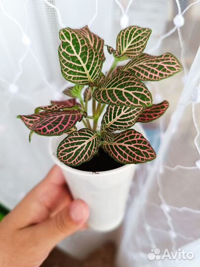 Фиттония комнатное растение