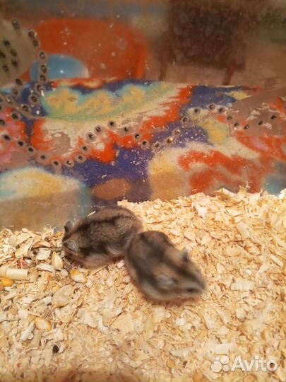 Джунгарские хомячки