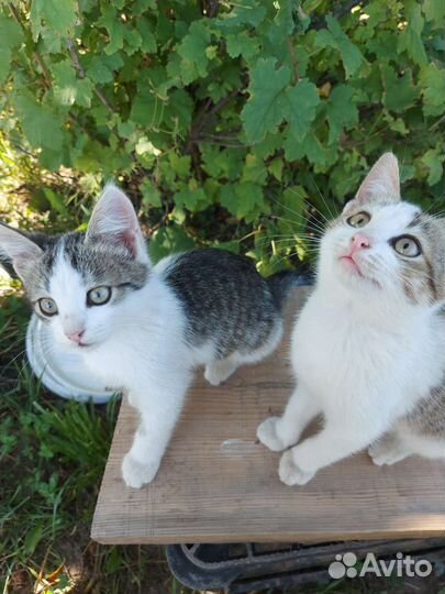 Кошки в добрые руки